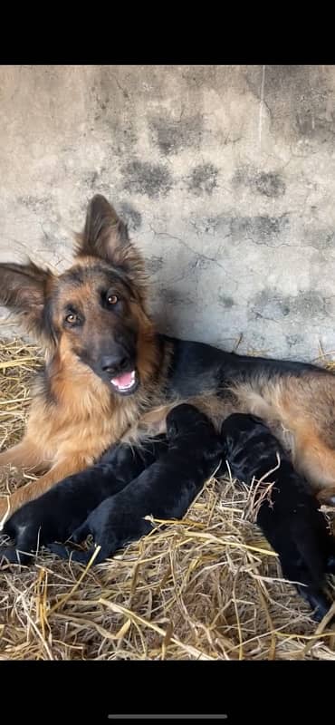 german shepherd puppies for sale 4