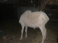 laari dumba gulabi(larkana cross) bakra