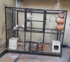 lovebirds with cage