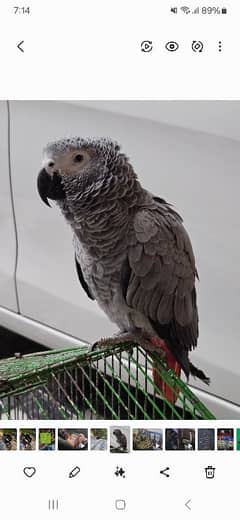 African grey parrot