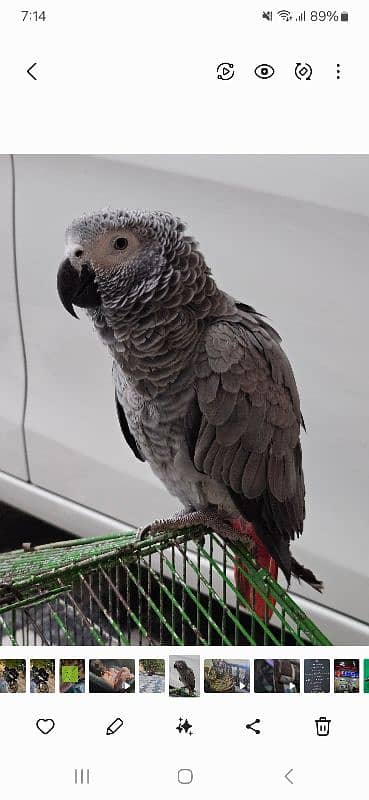 African grey parrot 0