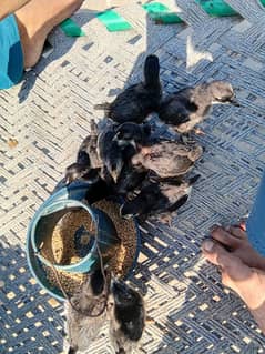 australorp chicks and eggs