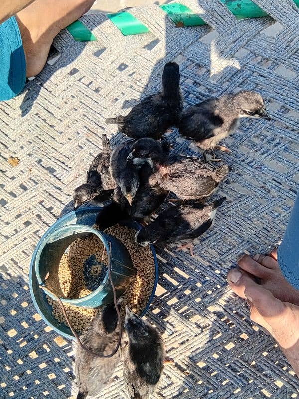 australorp chicks and eggs 0