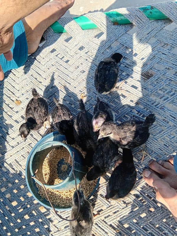 australorp chicks and eggs 1