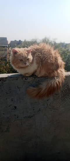 Persian male cat 03247627801