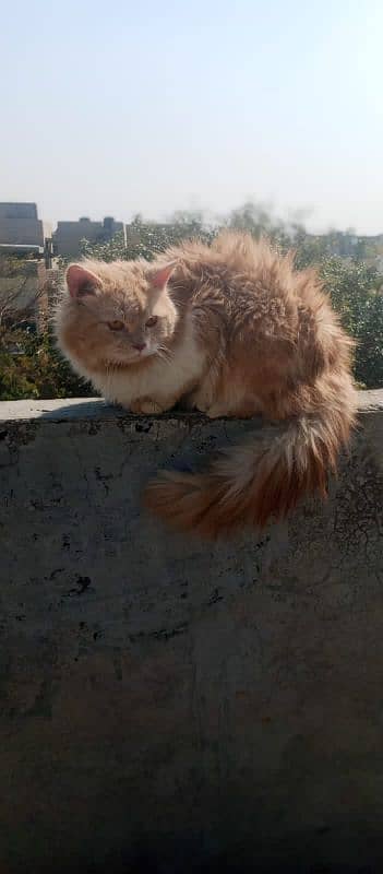 Persian male cat 03247627801 0