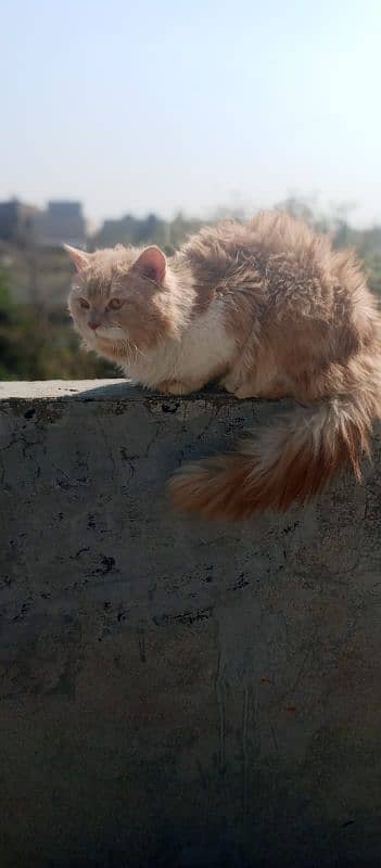 Persian male cat 03247627801 1