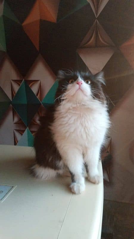 Persian male cat 03247627801 2