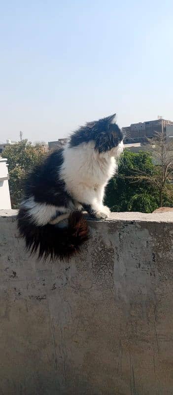 Persian male cat 03247627801 3