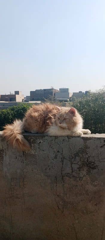 Persian male cat 03247627801 4