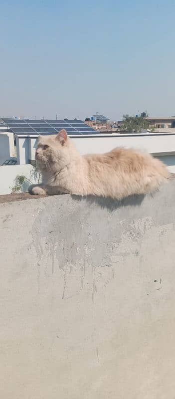 Persian male cat 03247627801 5