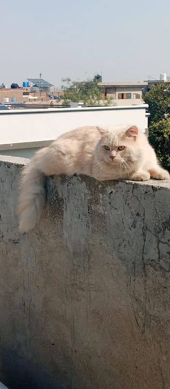 Persian male cat 03247627801 6