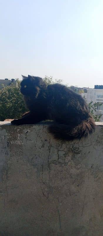 Persian male cat 03247627801 7