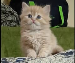 persian kittens female triple coated /punch face available for sale