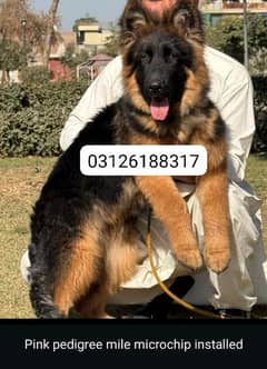 Garman shepherd puppies for sale for 03126188317 call wahtasp