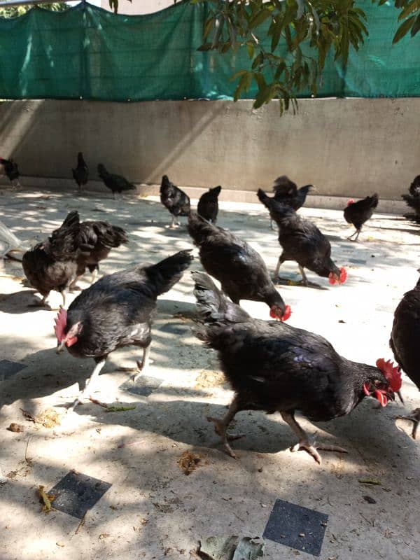 Black Australorp hens 0325/8120/898 desi murgi 0