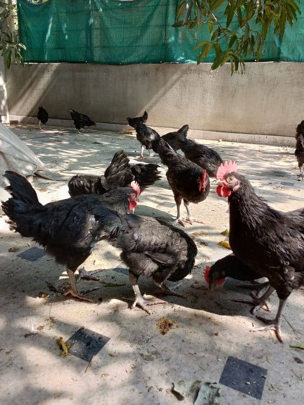 Black Australorp hens 0325/8120/898 desi murgi 1