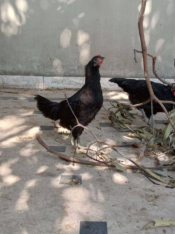 Black Australorp hens 0325/8120/898 desi murgi 2