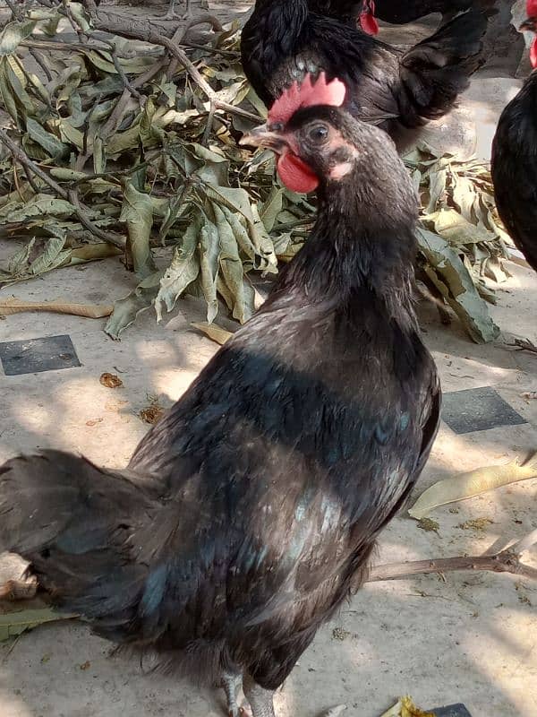 Black Australorp hens 0325/8120/898 desi murgi 3