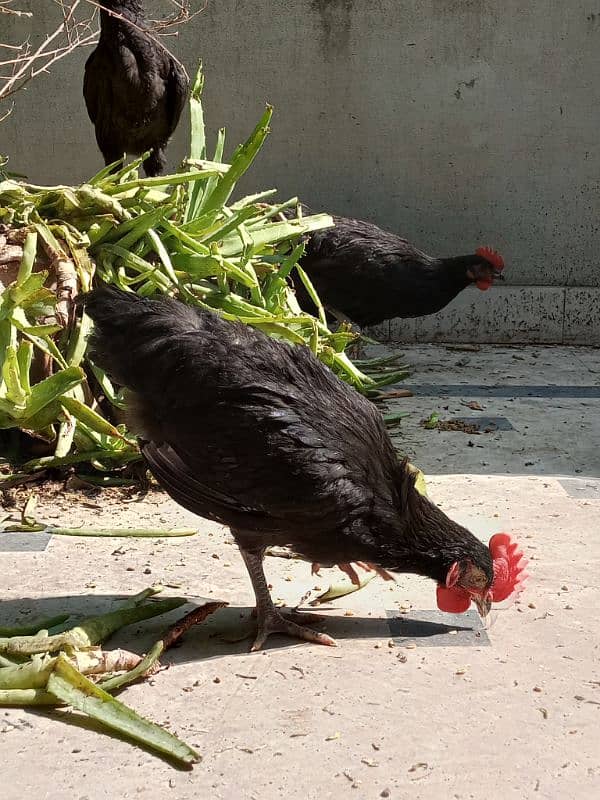 Black Australorp hens 0325/8120/898 desi murgi 4