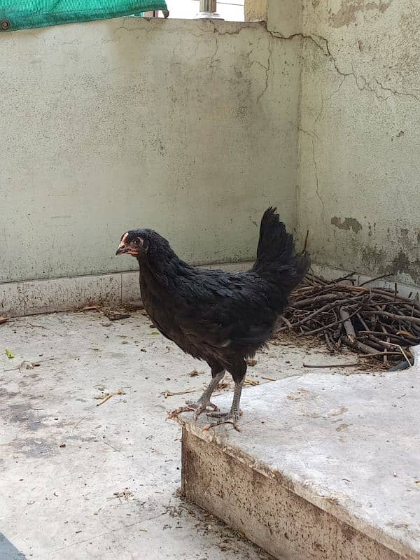 Black Australorp hens 0325/8120/898 desi murgi 5