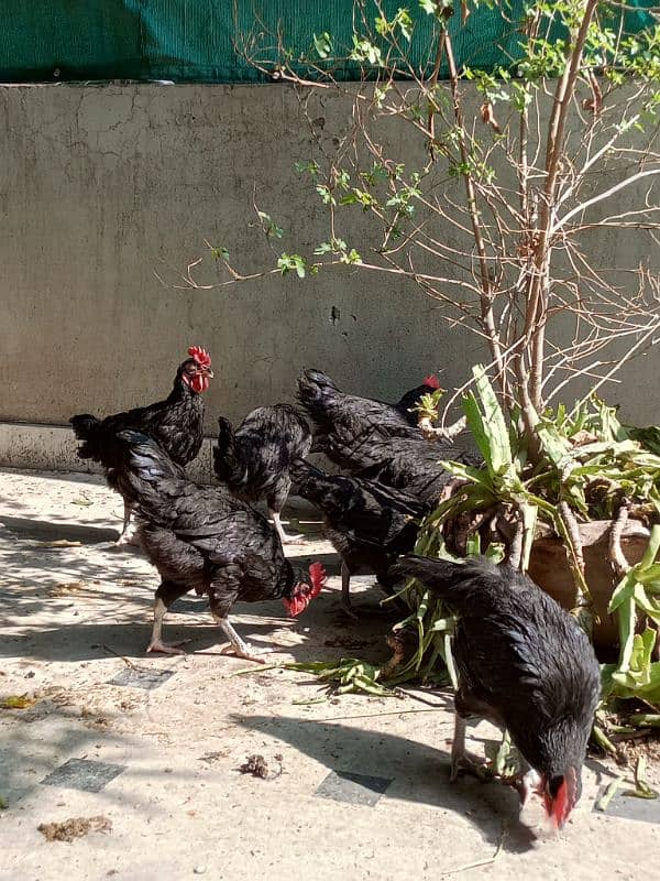 Black Australorp hens 0325/8120/898 desi murgi 6