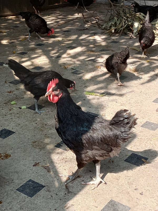 Black Australorp hens 0325/8120/898 desi murgi 7