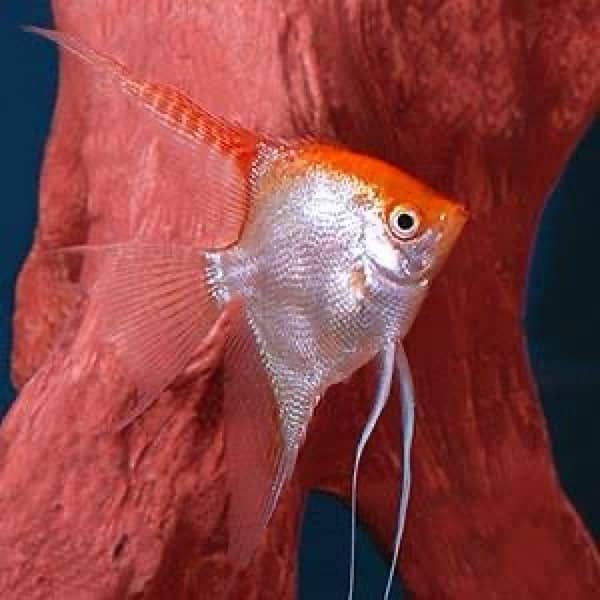 hyfin oscar , red gourami , exotic betta , aligator gar 8