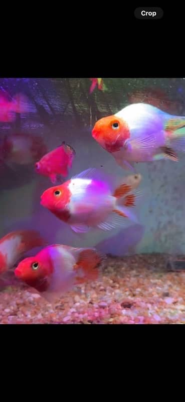 hyfin oscar , red gourami , exotic betta , aligator gar 13