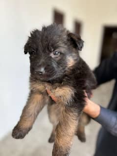 German shepherd puppy