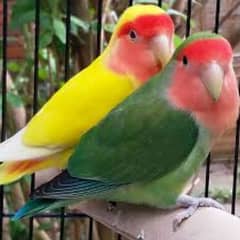 love bird 2 pairs