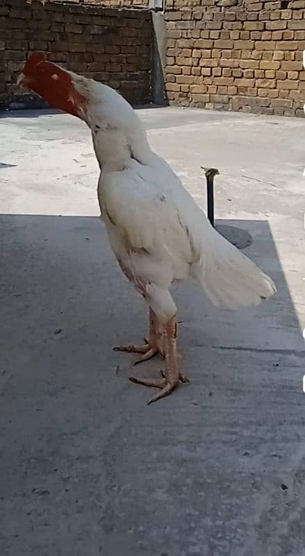 mushka and buff eggs  available 0
