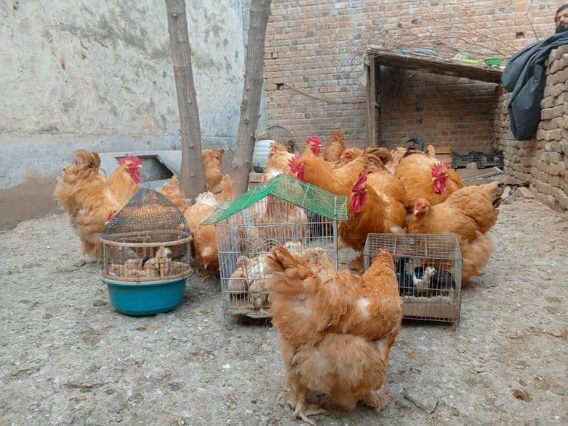 mushka and buff eggs  available 2