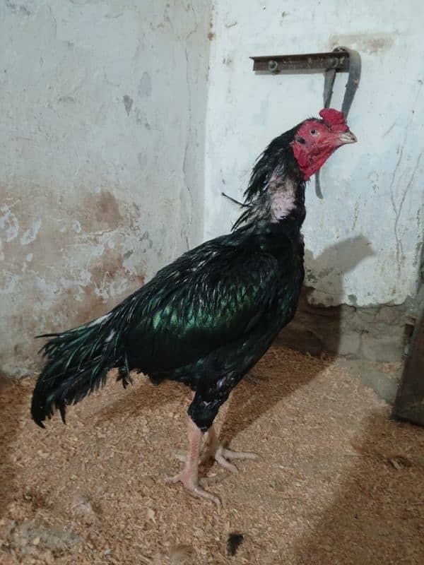 mushka and buff eggs  available 3