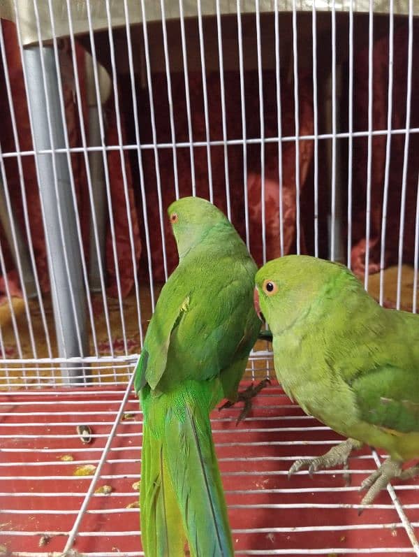 green ringneck parrot pair with cage 0