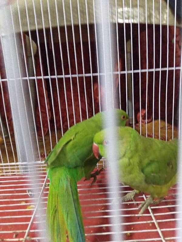 green ringneck parrot pair with cage 1