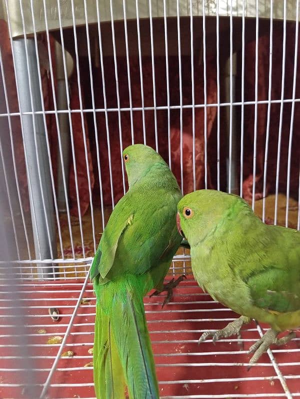 green ringneck parrot pair with cage 2