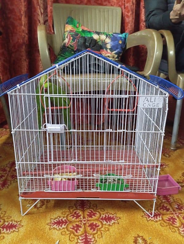 green ringneck parrot pair with cage 3