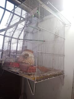 cage sale kar nh h 1.5 k 2:h or 2 small h. San Dinh h.