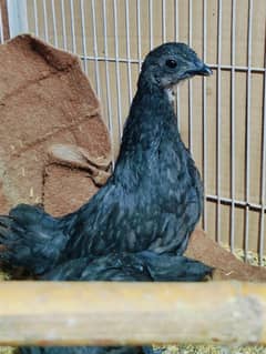 ayam cimani gray tung