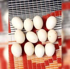 aseel fertile eggs available