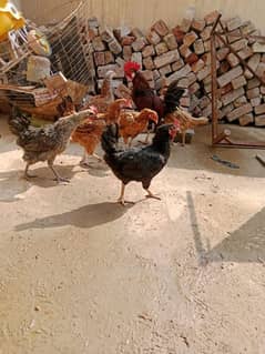 Egg laying hens Urgent for sale