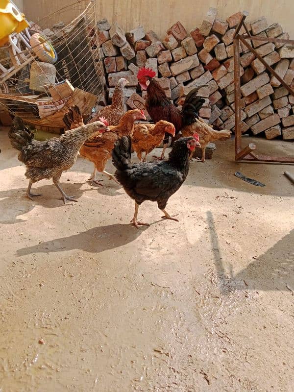 Egg laying hens Urgent for sale 0