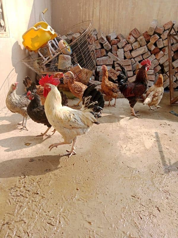 Egg laying hens Urgent for sale 1