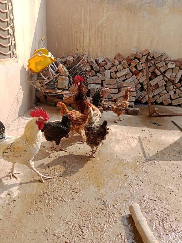 Egg laying hens Urgent for sale 2