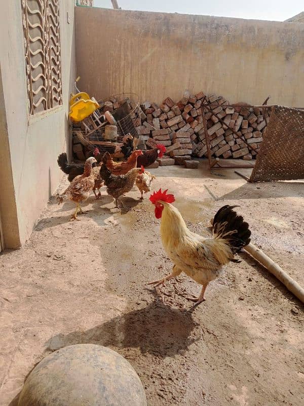 Egg laying hens Urgent for sale 5