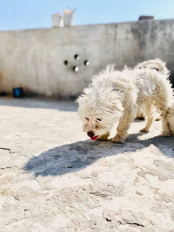 American poodle female for sale 0