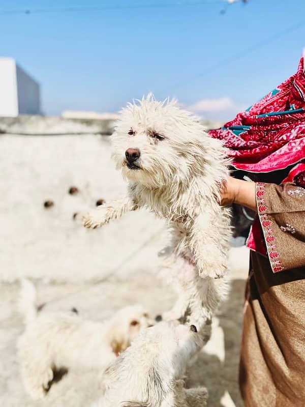 American poodle female for sale 1