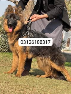 Garman shepherd puppies for sale 03126188317call wahtasp