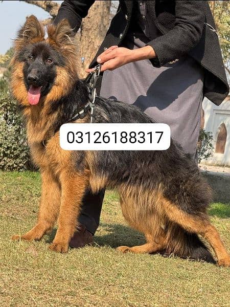 Garman shepherd puppies for sale 03126188317call wahtasp 0